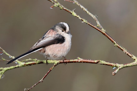 LONG-TAILED TIT LONG-TAILED TIT