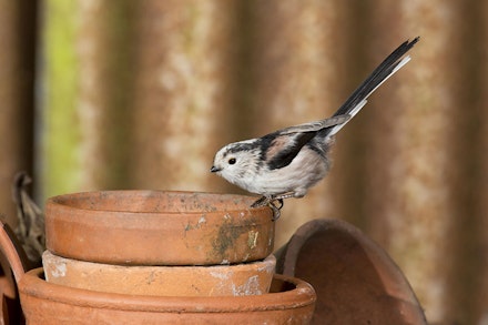 LONG-TAILED TIT LONG-TAILED TIT