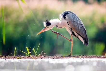 Grey Heron Grey Heron