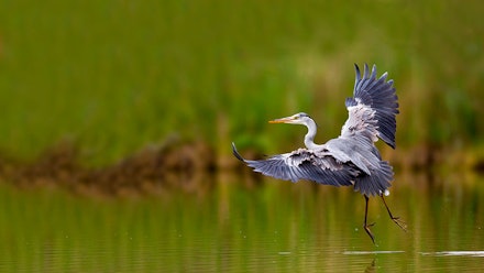 Grey Heron Grey Heron