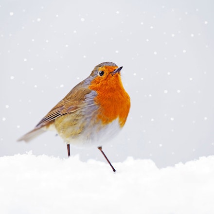 Robin Robin