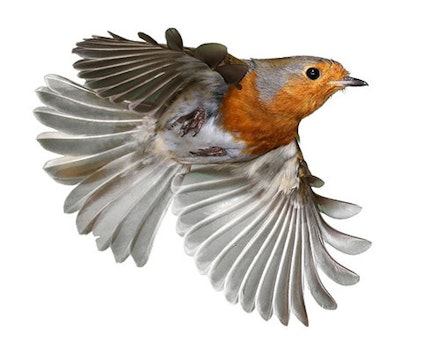 Robin Robin