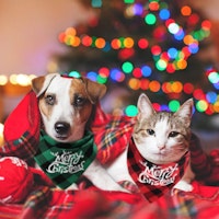 Christmas Pet Scarf