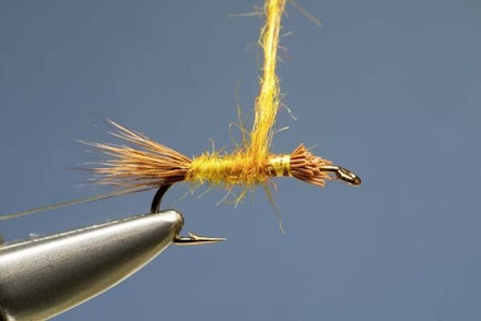 Golden Olive Golden Olive