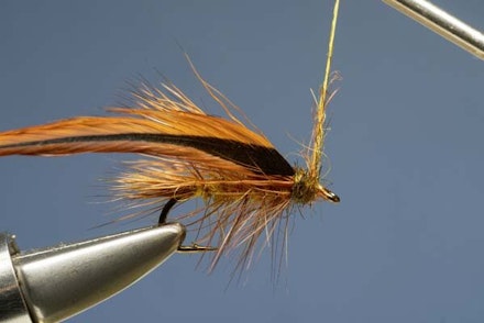 Golden Olive Golden Olive