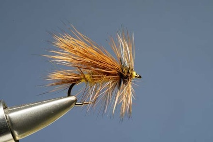 Golden Olive Golden Olive