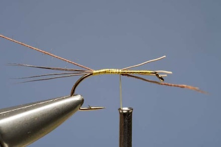mayfly mayfly