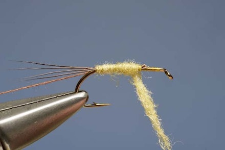 Mayfly Mayfly