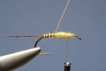 Mayfly Mayfly