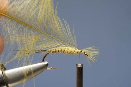 Mayfly Mayfly