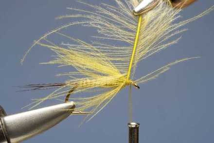 Mayfly Mayfly