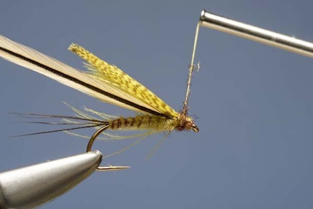 mayfly mayfly