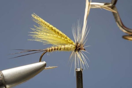 Mayfly Mayfly