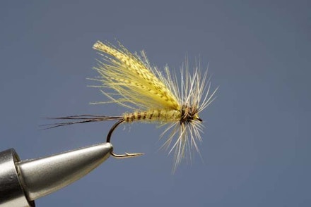 Mayfly Mayfly