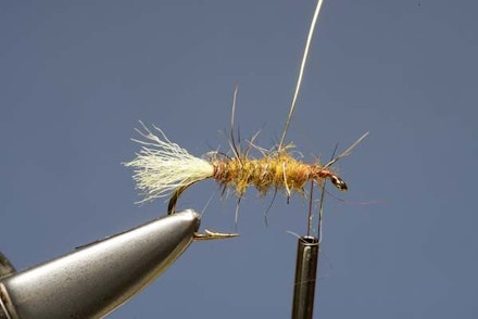 Elk Hair Sedge Elk Hair Sedge