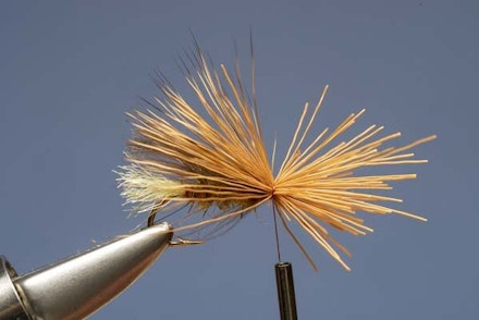 Elk Hair Sedge Elk Hair Sedge