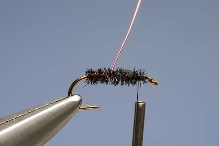 Red-Ribbed Cormy Red-Ribbed Cormy