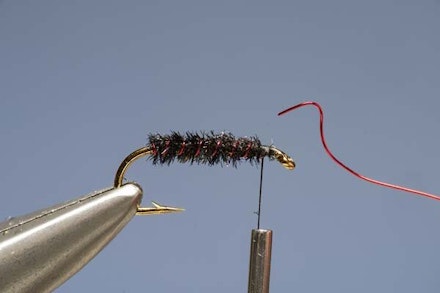 Red-Ribbed Cormy Red-Ribbed Cormy