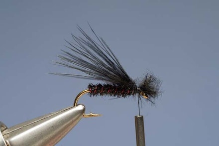 Red-Ribbed Cormy Red-Ribbed Cormy