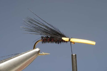 Red-Ribbed Cormy Red-Ribbed Cormy