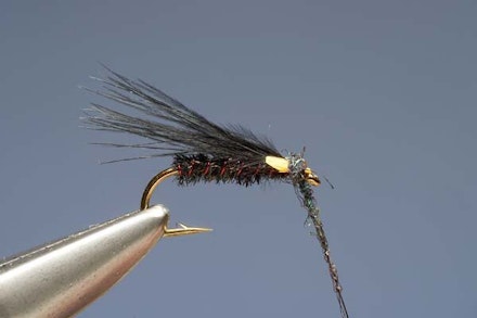 Red-Ribbed Cormy Red-Ribbed Cormy