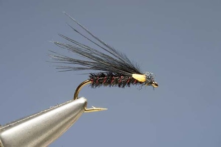 Red-Ribbed Cormy Red-Ribbed Cormy