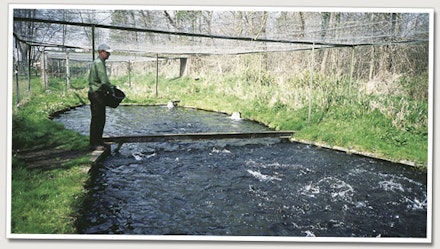 Stocked or Semi-Wild Fish Stocked or Semi-Wild Fish