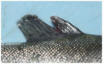 Split dorsal fins are common in recently stocked trout Split dorsal fins are common in recently stocked trout