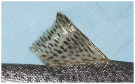 This wild trout has a full dorsal fin with defined spots. This wild trout has a full dorsal fin with defined spots.