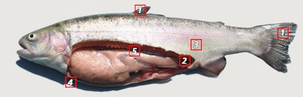 Stocked or Semi-Wild Fish Stocked or Semi-Wild Fish