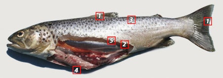 Stocked or Semi-Wild Fish Stocked or Semi-Wild Fish