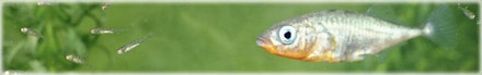 Small Trout Stillwaters Small Trout Stillwaters