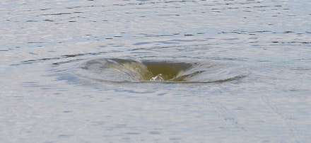 Go fly fishing for carp Go fly fishing for carp