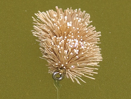 Go fly fishing for carp Go fly fishing for carp