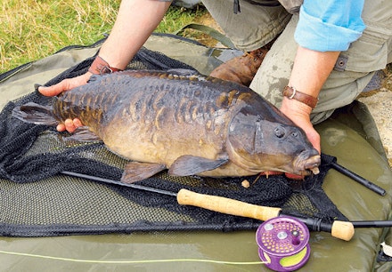 Go fly fishing for carp Go fly fishing for carp