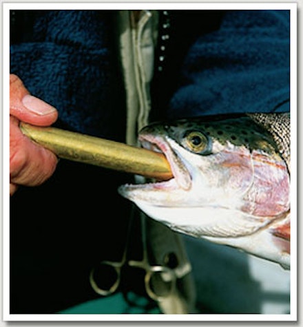 Sinking line to find the feeding zone Sinking line to find the feeding zone
