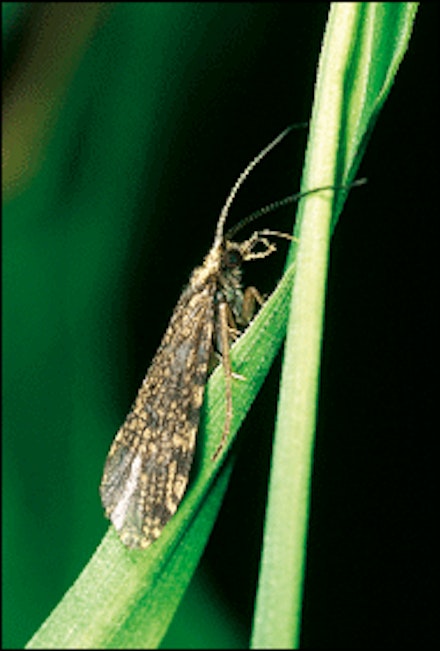 guide to sedges guide to sedges