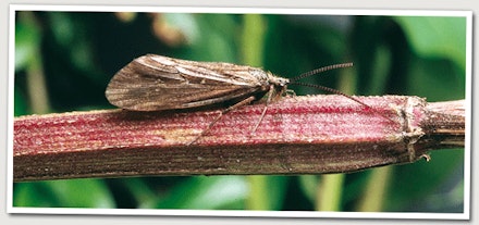 guide to sedges guide to sedges