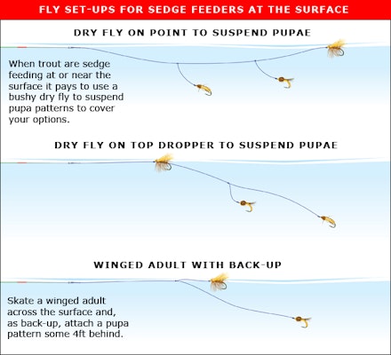 guide to sedges guide to sedges