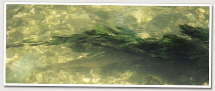 Trout summer heatwave Trout summer heatwave