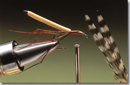 Daddy longlegs stillwater fly Daddy longlegs stillwater fly