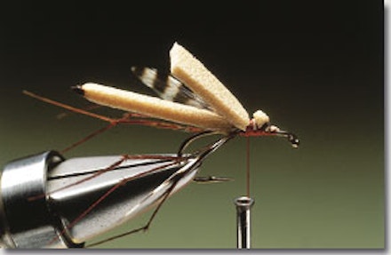 Daddy longlegs stillwater fly Daddy longlegs stillwater fly