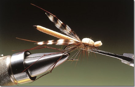 Daddy longlegs stillwater fly Daddy longlegs stillwater fly