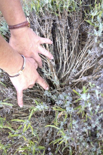 RESCUE A WOODY LAVENDER RESCUE A WOODY LAVENDER