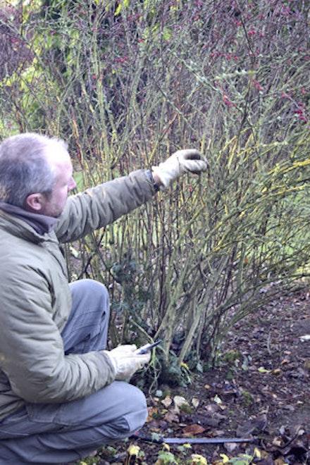 PRUNING MADE EASY: BERBERIS 'ROSE GLOW' PRUNING MADE EASY: BERBERIS 'ROSE GLOW'