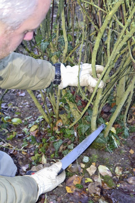 PRUNING MADE EASY: BERBERIS 'ROSE GLOW' PRUNING MADE EASY: BERBERIS 'ROSE GLOW'