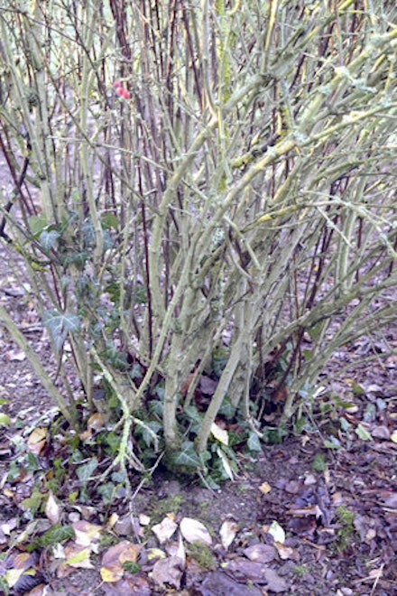PRUNING MADE EASY: BERBERIS 'ROSE GLOW' PRUNING MADE EASY: BERBERIS 'ROSE GLOW'