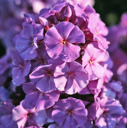 PLANT A BEE-FRIENDLY BORDER PLANT A BEE-FRIENDLY BORDER