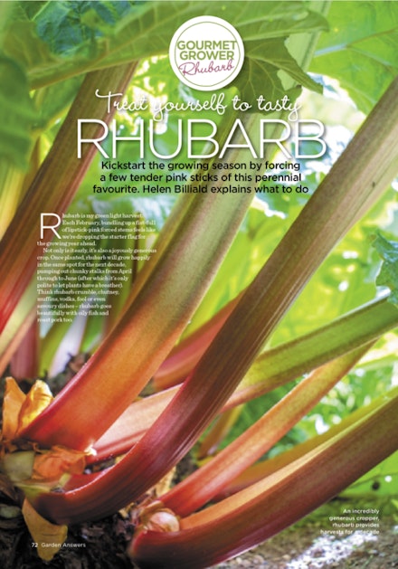 TREAT YOURSELF TO TASTY RHUBARB TREAT YOURSELF TO TASTY RHUBARB