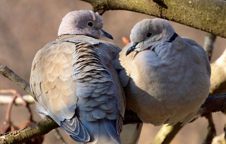 WatchingGardenBirds1CollaredDovesEK2KW4.jpg WatchingGardenBirds1CollaredDovesEK2KW4.jpg